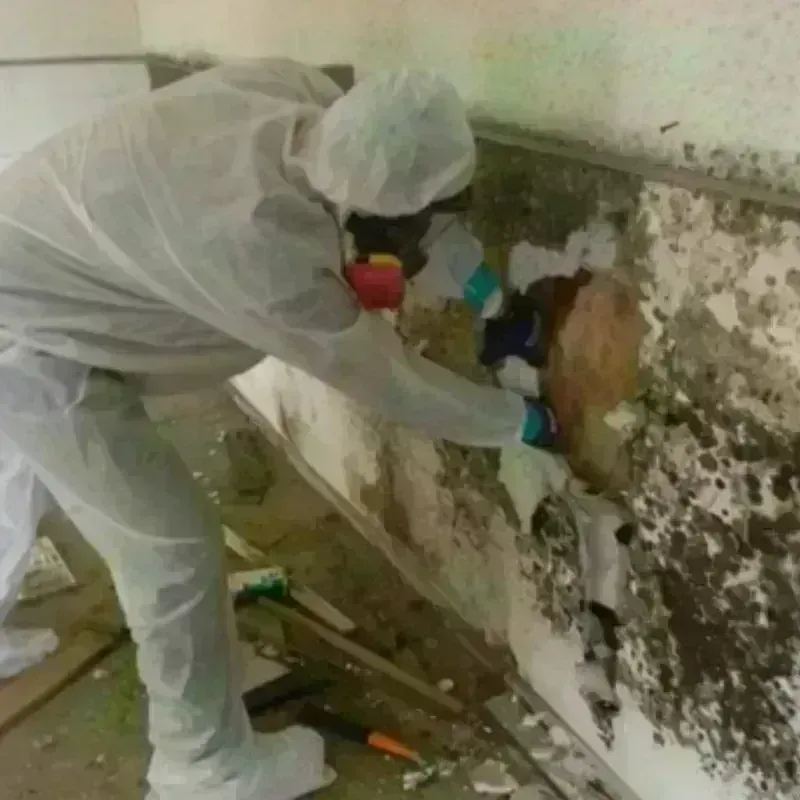 Mold Remediation and Removal in Sterling City, TX